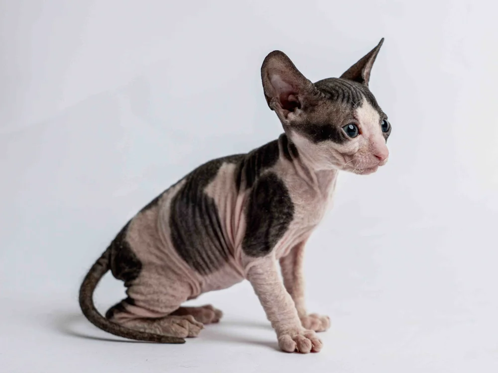 Penelope - kočička plemene Donský sphynx