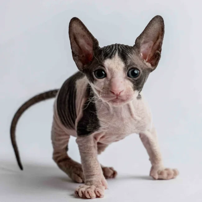 Penelope - kočička plemene Donský sphynx