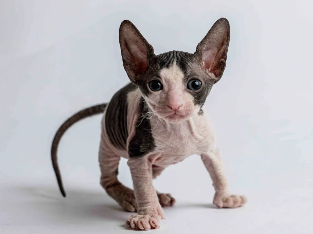 Penelope - kočička plemene Donský sphynx