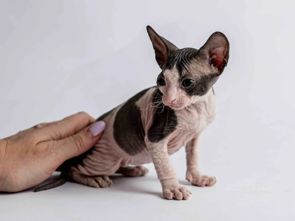 Penelope - kočička plemene Donský sphynx