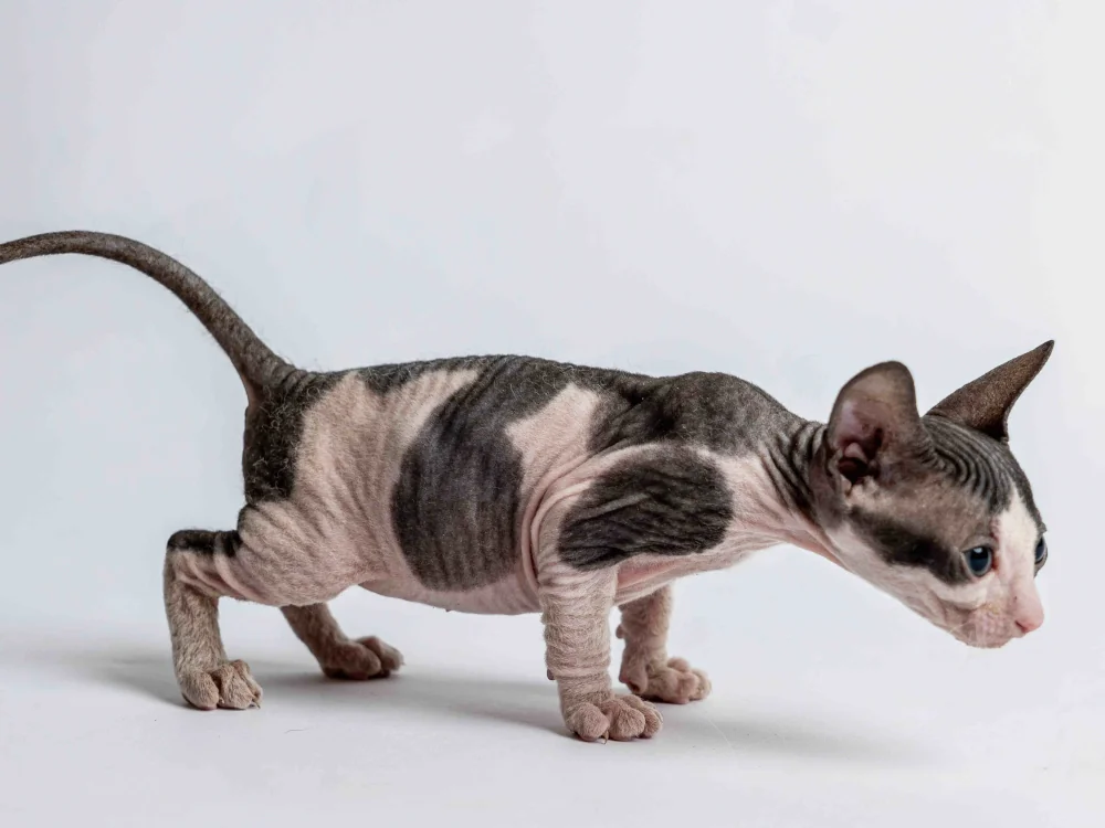 Penelope - kočička plemene Donský sphynx