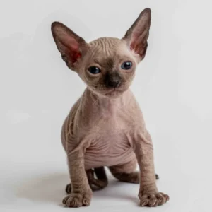 Philippe - kocourek plemene Donský sphynx