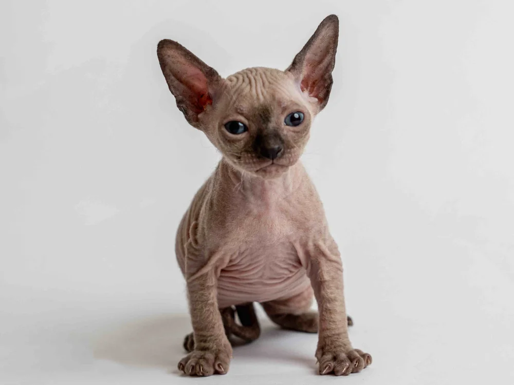 Philippe - kocourek plemene Donský sphynx