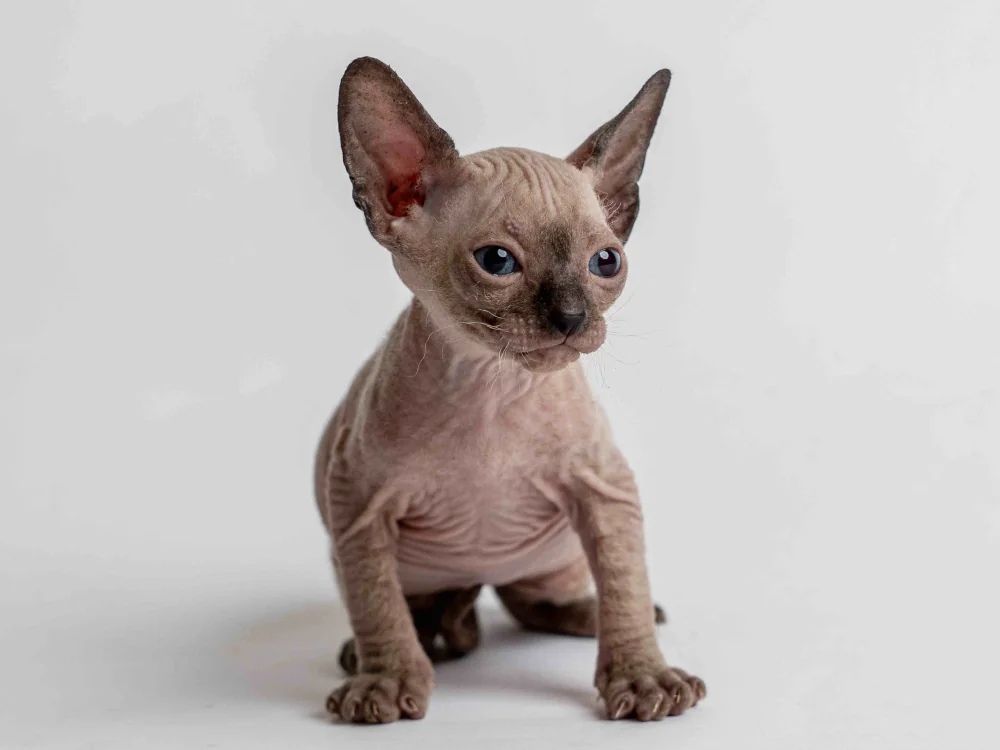 Philippe - kocourek plemene Donský sphynx