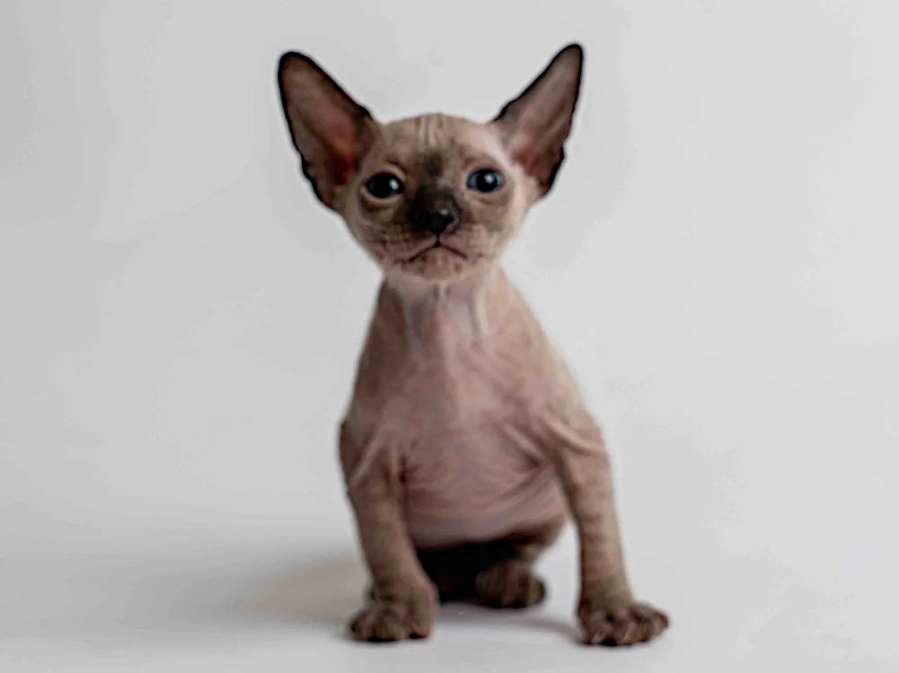 Philippe - kocourek plemene Donský sphynx