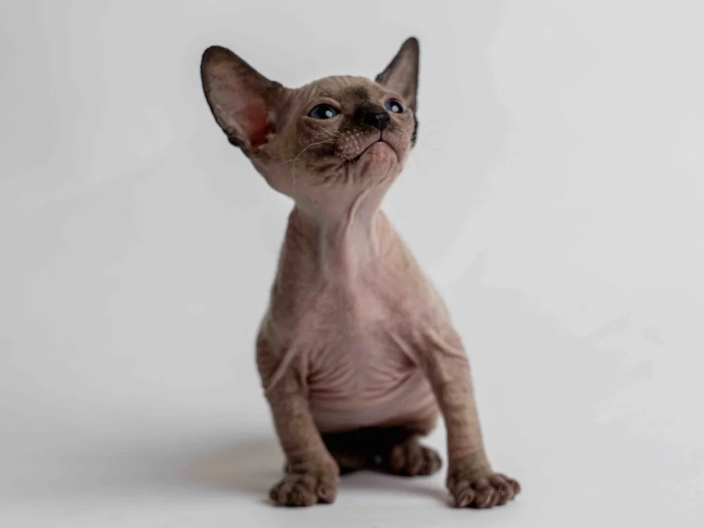 Philippe - kocourek plemene Donský sphynx