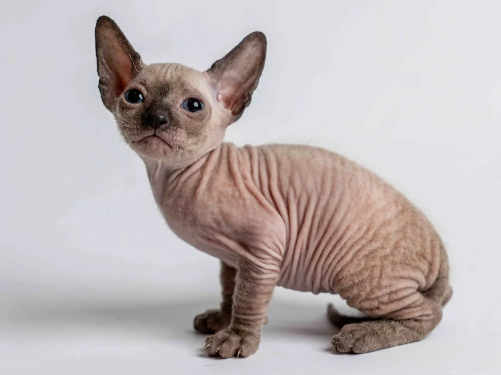 Philippe - kocourek plemene Donský sphynx