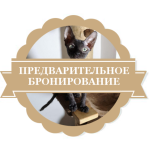 Предварительное бронирование