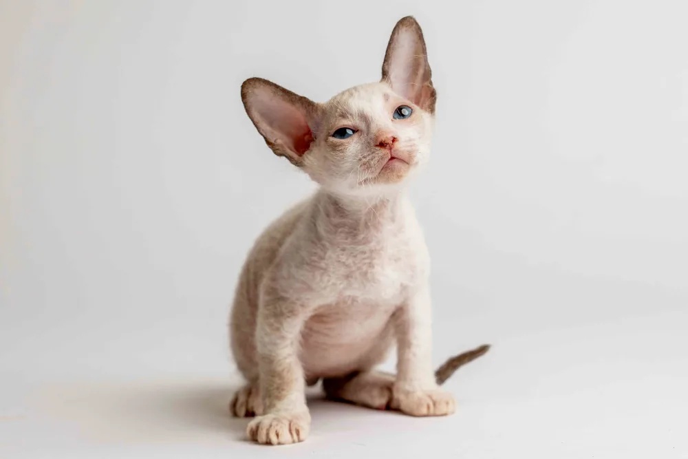 Quadro - kocourek plemene Donský sphynx
