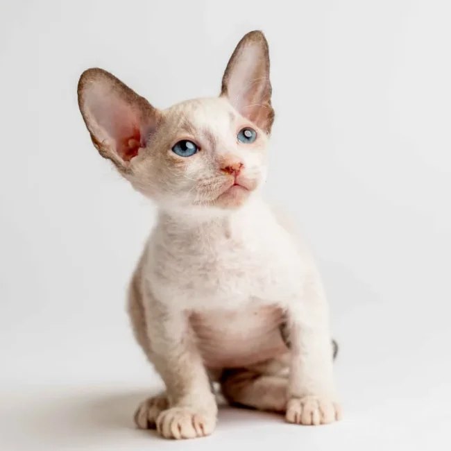 Quadro - kocourek plemene Donský sphynx