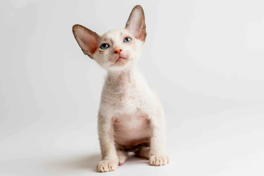 Quadro - kocourek plemene Donský sphynx