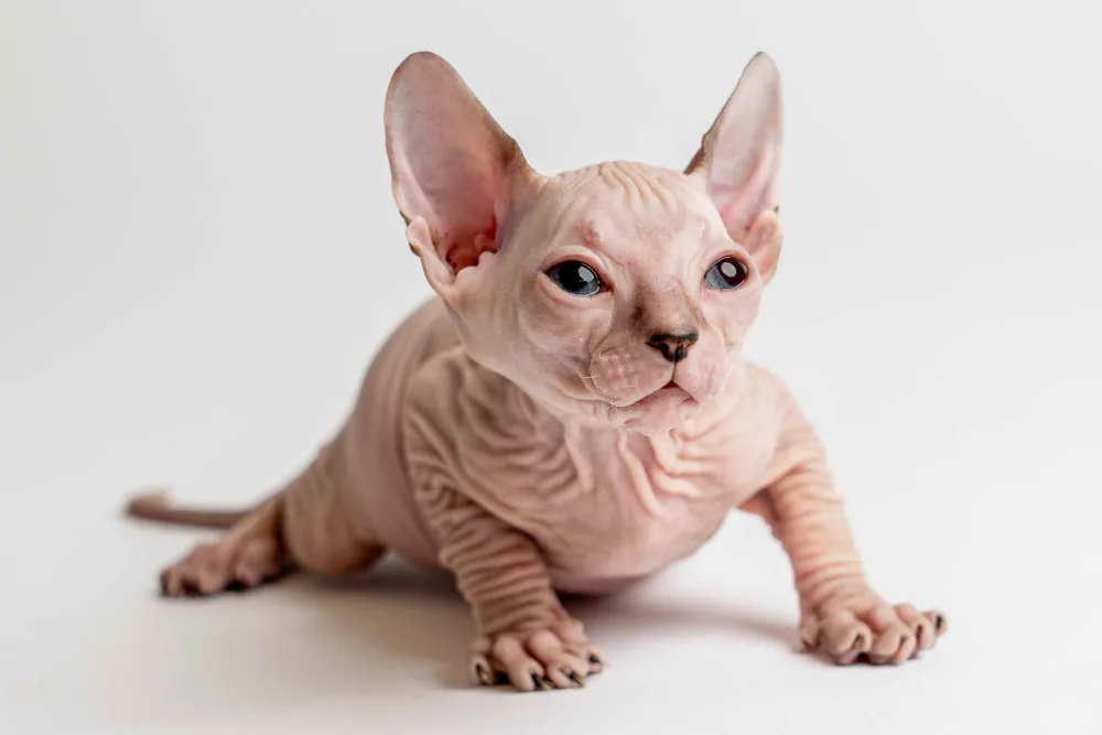 Quella - kočička plemene Donský sphynx