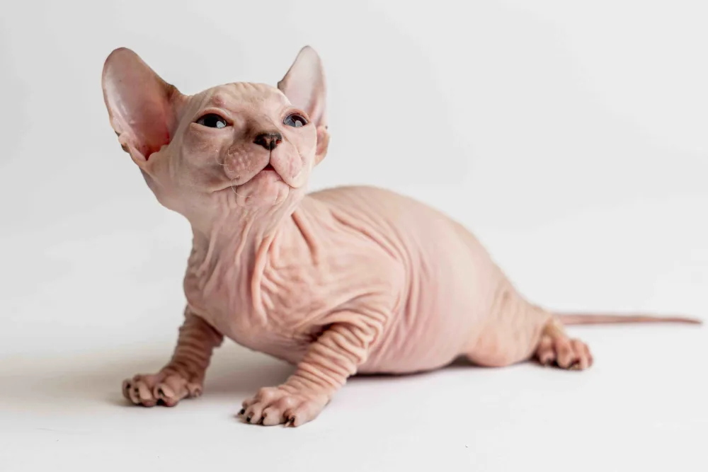 Quella - kočička plemene Donský sphynx