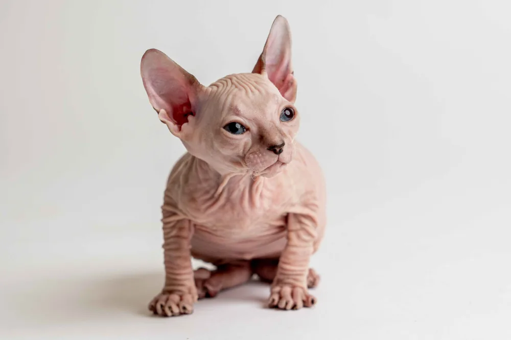 Quella - kočička plemene Donský sphynx