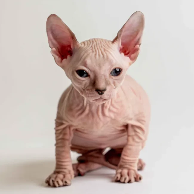 Quella - kočička plemene Donský sphynx