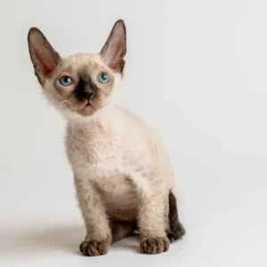 Quenzo - kocourek plemene Donský sphynx
