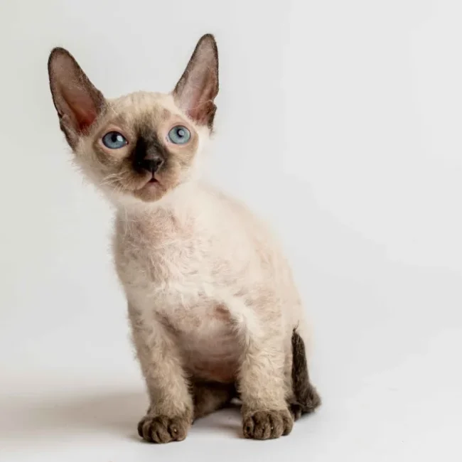Quenzo - kocourek plemene Donský sphynx