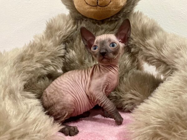 Quest - kocourek plemene Donský Sphynx