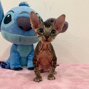 Quilla - kočička plemene Donský Sphynx