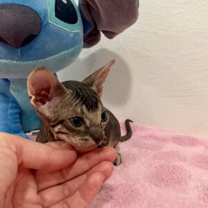 Quilla - kočička plemene Donský Sphynx