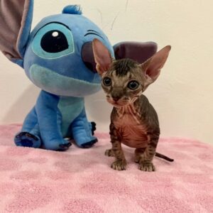 Quilla - kočička plemene Donský Sphynx