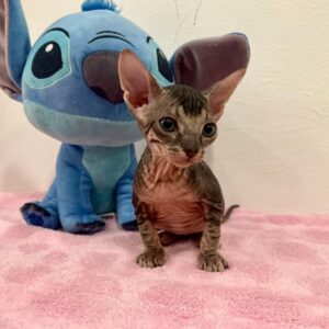 Quilla - kočička plemene Donský Sphynx