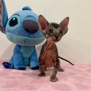 Quilla - kočička plemene Donský Sphynx