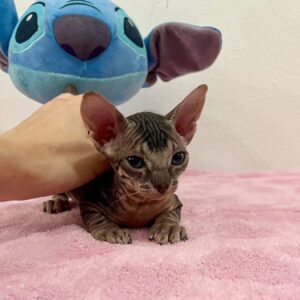 Quilla - kočička plemene Donský Sphynx
