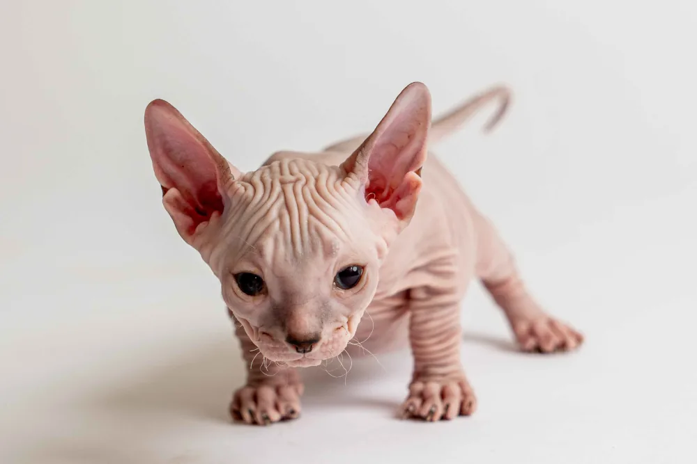 Quinny - kočička plemene Donský sphynx