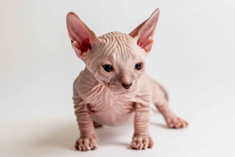 Quinny - kočička plemene Donský sphynx