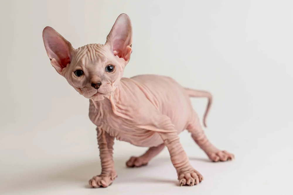 Quinny - kočička plemene Donský sphynx