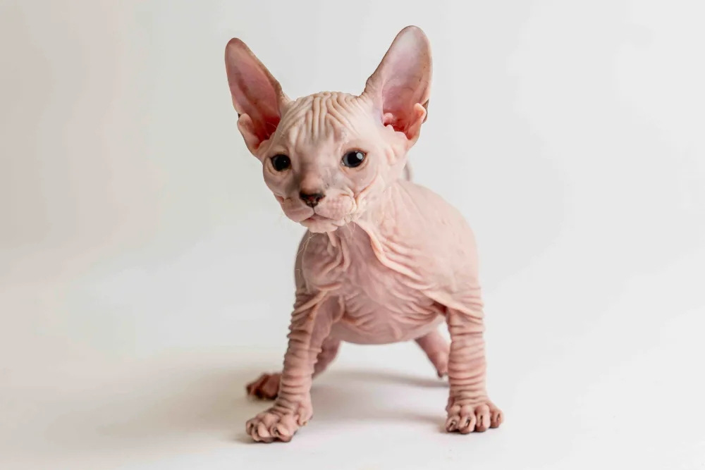 Quinny - kočička plemene Donský sphynx