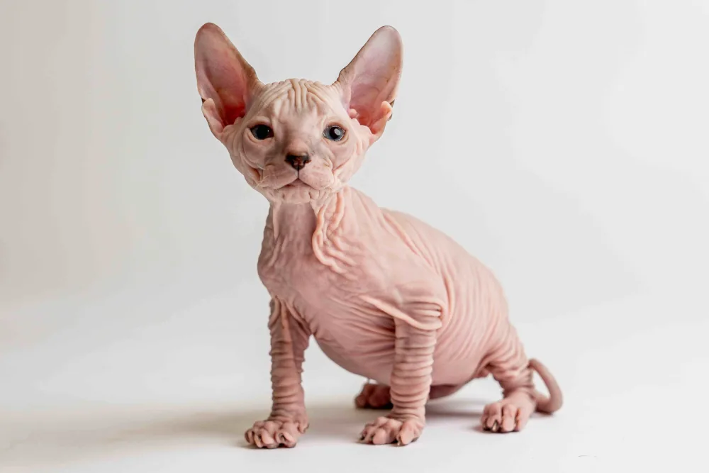 Quinny - kočička plemene Donský sphynx