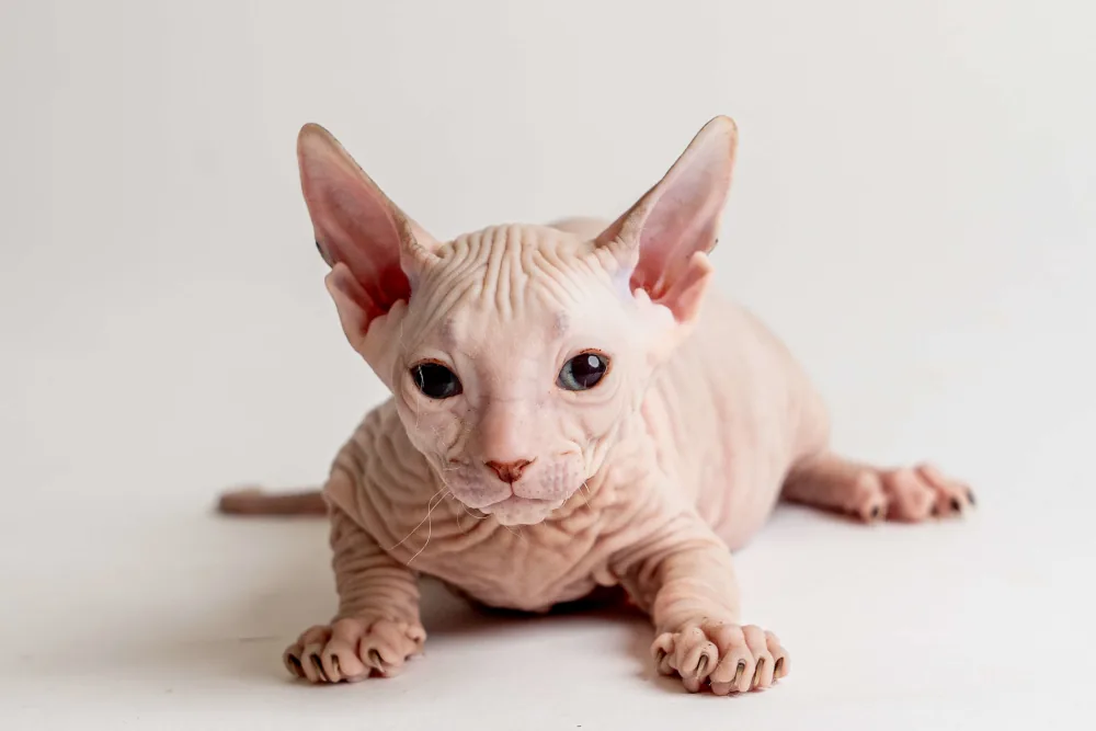 Quinto - kocourek plemene Donský sphynx
