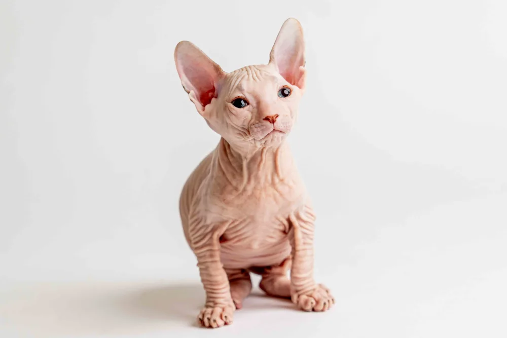 Quinto - kocourek plemene Donský sphynx