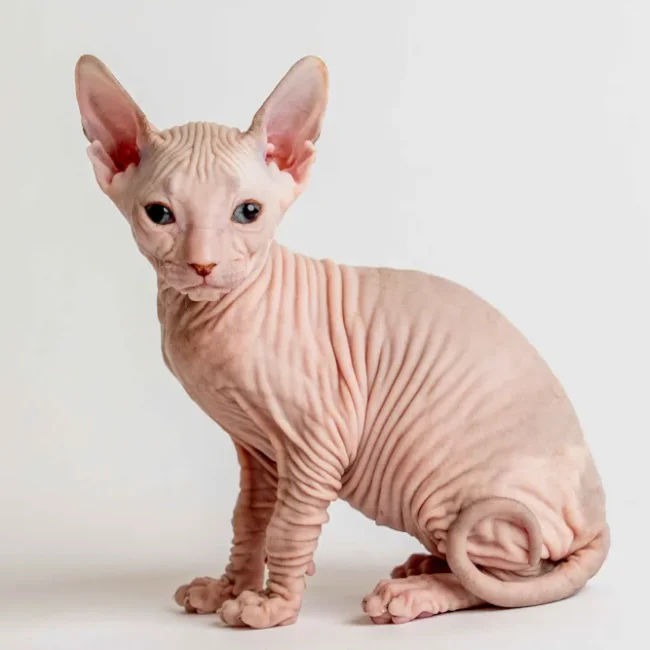 Quinto - kocourek plemene Donský sphynx