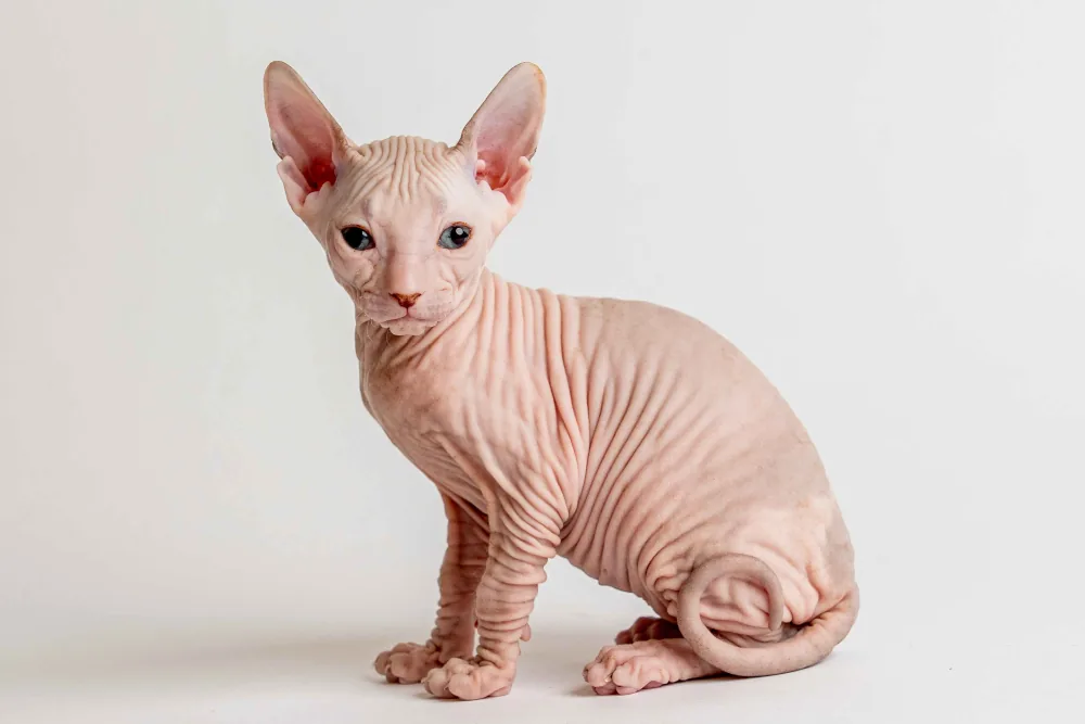 Quinto - kocourek plemene Donský sphynx