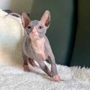 Rafael - kocourek plemene Donský Sphynx