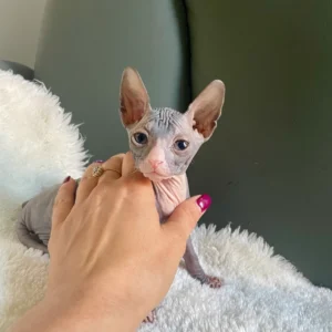 Rafael - kocourek plemene Donský Sphynx