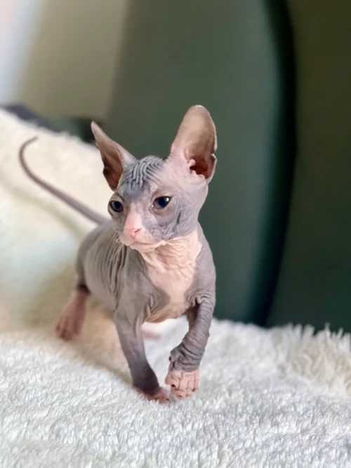 Rafael - kocourek plemene Donský Sphynx
