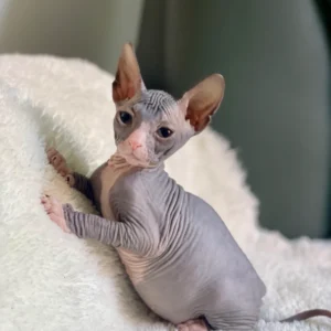 Rafael - kocourek plemene Donský Sphynx