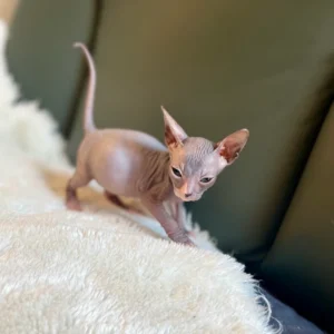 Rayan - kocourek plemene Donský Sphynx