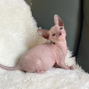 Romina - kočička plemene Donský Sphynx