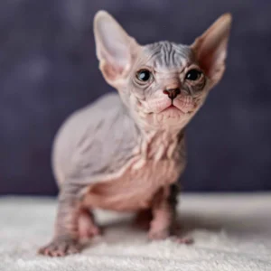 Salma - kočička plemene Donský sphynx