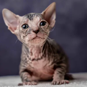 Sumaya - kočička plemene Donský sphynx