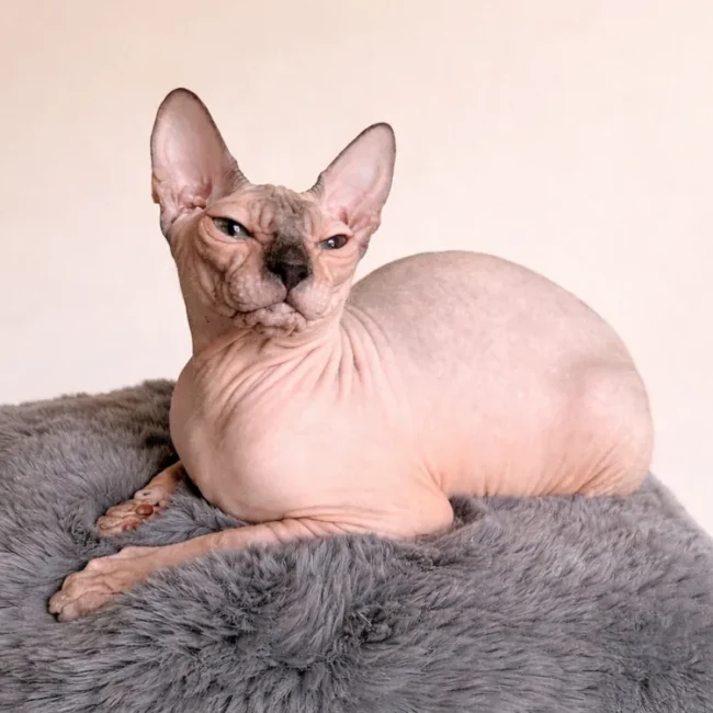 Boucheron*CZ Tairi - kočka plemene Donský sphynx