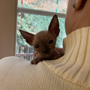 Tairi - kočička plemene Donský Sphynx