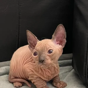 Tairi - kočička plemene Donský Sphynx