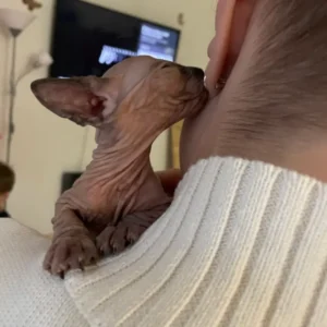 Tairi - kočička plemene Donský Sphynx