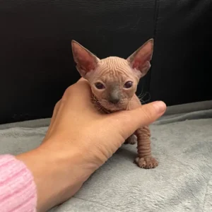 Tairi - kočička plemene Donský Sphynx